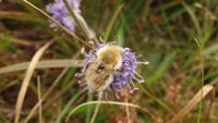 Ceide Fields &ndash; &copy; Petra Sauer (Eberhardt TRAVEL)