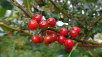Kylemore Garten &ndash; &copy; Petra Sauer (Eberhardt TRAVEL)