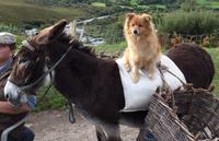 Ring of Kerry &ndash; &copy; Petra Sauer (Eberhardt TRAVEL)
