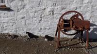 Muckross Farm &ndash; &copy; Petra Sauer (Eberhardt TRAVEL)