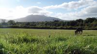 Muckross Farm &ndash; &copy; Petra Sauer (Eberhardt TRAVEL)