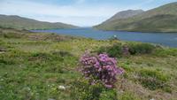 Killary Harbour &ndash; &copy; Petra Sauer (Eberhardt TRAVEL)