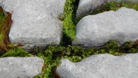 Burren &ndash; &copy; Petra Sauer (Eberhardt TRAVEL)