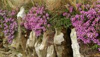 Cliffs of Moher &ndash; &copy; Petra Sauer (Eberhardt TRAVEL)