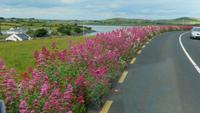 Spornblumen (Baldrian) säumen die Straßen &ndash; &copy; Petra Sauer (Eberhardt TRAVEL)