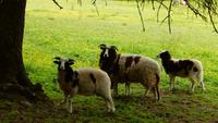 Bunratty &ndash; &copy; Petra Sauer (Eberhardt TRAVEL)