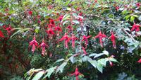 Fuchsien &ndash; &copy; Petra Sauer (Eberhardt TRAVEL)