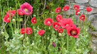 Mohn &ndash; &copy; Petra Sauer (Eberhardt TRAVEL)