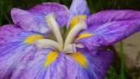 Iris &ndash; &copy; Petra Sauer (Eberhardt TRAVEL)