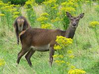 Killarney NP &ndash; &copy; Petra Sauer (Eberhardt TRAVEL)