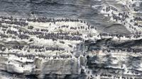 Meist Troddellummen &ndash; &copy; Petra Sauer (Eberhardt TRAVEL)