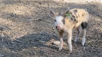Schwein muss man haben &ndash; &copy; Petra Sauer (Eberhardt TRAVEL)