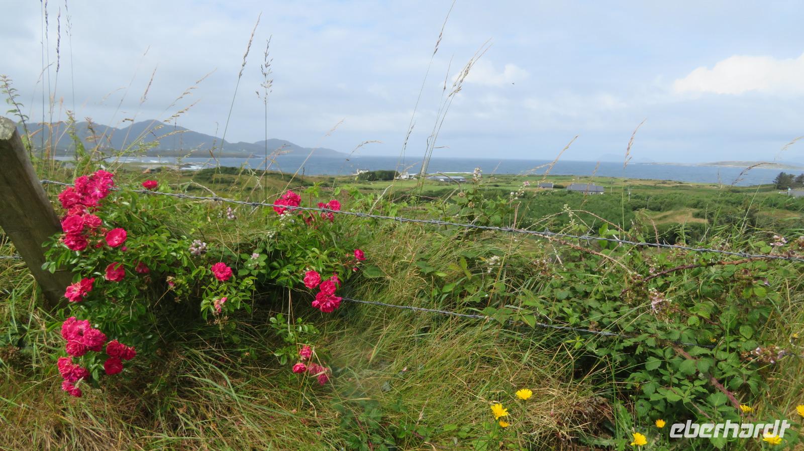 Ring of Beara &ndash; &copy; Petra Sauer (Eberhardt TRAVEL)