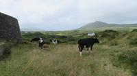 Ring of Kerry &ndash; &copy; Petra Sauer (Eberhardt TRAVEL)