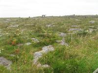The Burren &ndash; &copy; Petra Sauer (Eberhardt TRAVEL)