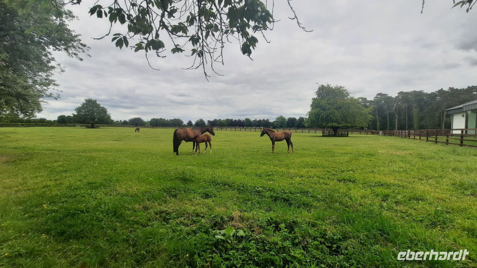 224 – Irland, National Stud, Kildare &ndash; &copy; Vivien Fiedler (Eberhardt TRAVEL)
