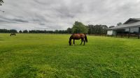 220 – Irland, National Stud, Kildare &ndash; &copy; Vivien Fiedler (Eberhardt TRAVEL)