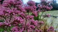 255 – Irland, Powerscourt Gardens &ndash; &copy; Vivien Fiedler (Eberhardt TRAVEL)
