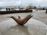 7. Tag – Panoramafahrt auf der Dingle-Halbinsel – Fungie, the Dingle Dolphin &ndash; &copy; Andreas Wolfsteller (Eberhardt TRAVEL)