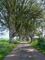 The Dark Hedges &ndash; &copy; Sinah Witzig (Eberhardt TRAVEL)