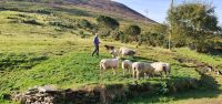20220910_100550.jpg Hütehunde in Kells-  Ring of Kerry &ndash; &copy; Marlies Thrum (Eberhardt TRAVEL)