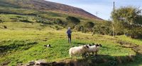 20220910_102042.jpg Hütehunde in Kells  Ring of Kerry &ndash; &copy; Marlies Thrum (Eberhardt TRAVEL)