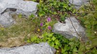 Burren &ndash; &copy; Constanze Maißel (Eberhardt TRAVEL)