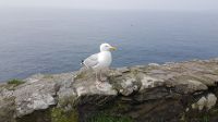 Dingle &ndash; &copy; Constanze Maißel (Eberhardt TRAVEL)