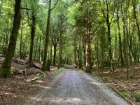 9. Reisetag – Spaziergang im Coole Park &ndash; &copy; Andreas Wolfsteller (Eberhardt TRAVEL)