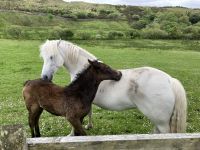 7. Reisetag – Wanderung im Connemara-Nationalpark auf den Diamond Hill – Connemara-Ponys &ndash; &copy; Andreas Wolfsteller (Eberhardt TRAVEL)