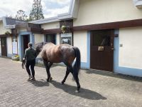 11. Reisetag – Irish National Stud – Irisches Nationalgestüt bei Kildare &ndash; &copy; Andreas Wolfsteller (Eberhardt TRAVEL)