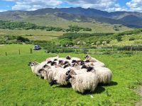 Kissane Sheep Farm &ndash; &copy; Sinah Witzig (Eberhardt TRAVEL)