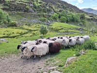 Kissane Sheep Farm &ndash; &copy; Sinah Witzig (Eberhardt TRAVEL)