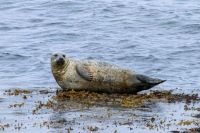 5. Reisetag – Wandern auf den Aran Islands – Picknick an der Kegelrobbenkolonie