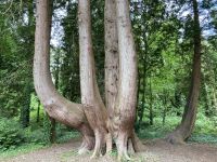 9. Reisetag – Von Gort nach Tralee – Spaziergang im Coole Park – Mächtige Rotzeder &ndash; &copy; Andreas Wolfsteller (Eberhardt TRAVEL)