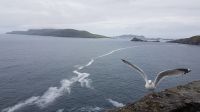 Dingle