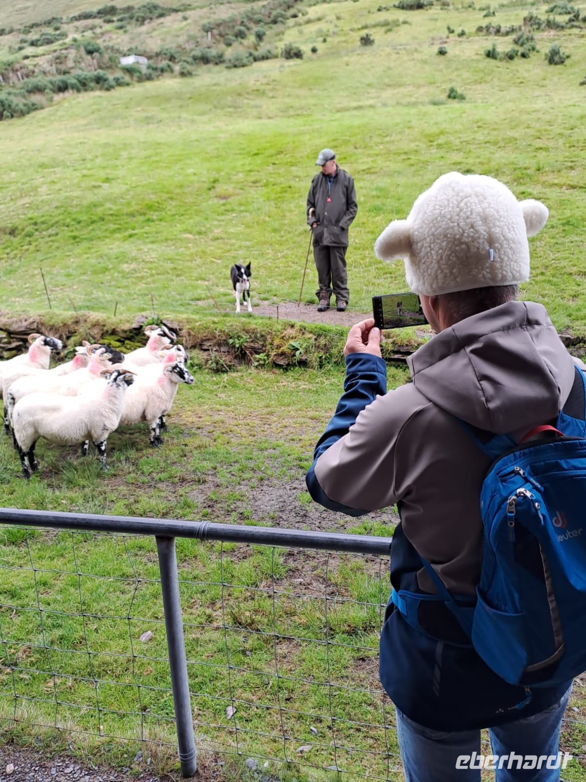Heimo das Schaf unter Gleichgesinnten &ndash; &copy; Sinah Witzig (Eberhardt TRAVEL)
