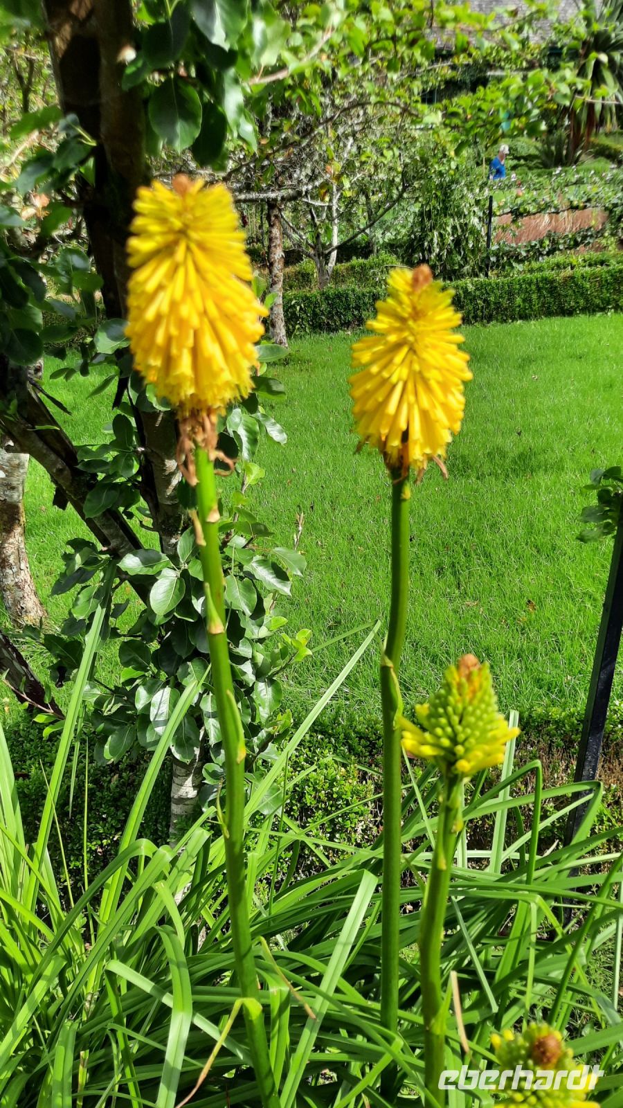 Glenveigh_Flowers &ndash; &copy; Walter Neuwirth (Eberhardt TRAVEL)
