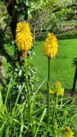 Glenveigh_Flowers &ndash; &copy; Walter Neuwirth (Eberhardt TRAVEL)