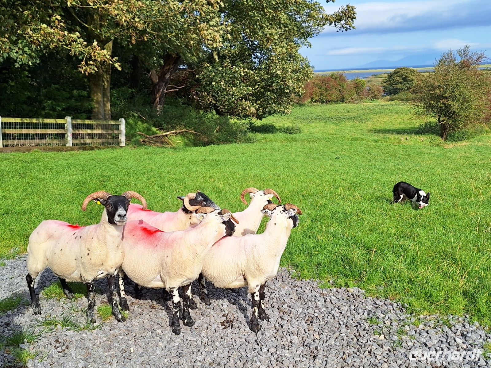 Atlantic Sheepdogs &ndash; &copy; Sinah Witzig (Eberhardt TRAVEL)