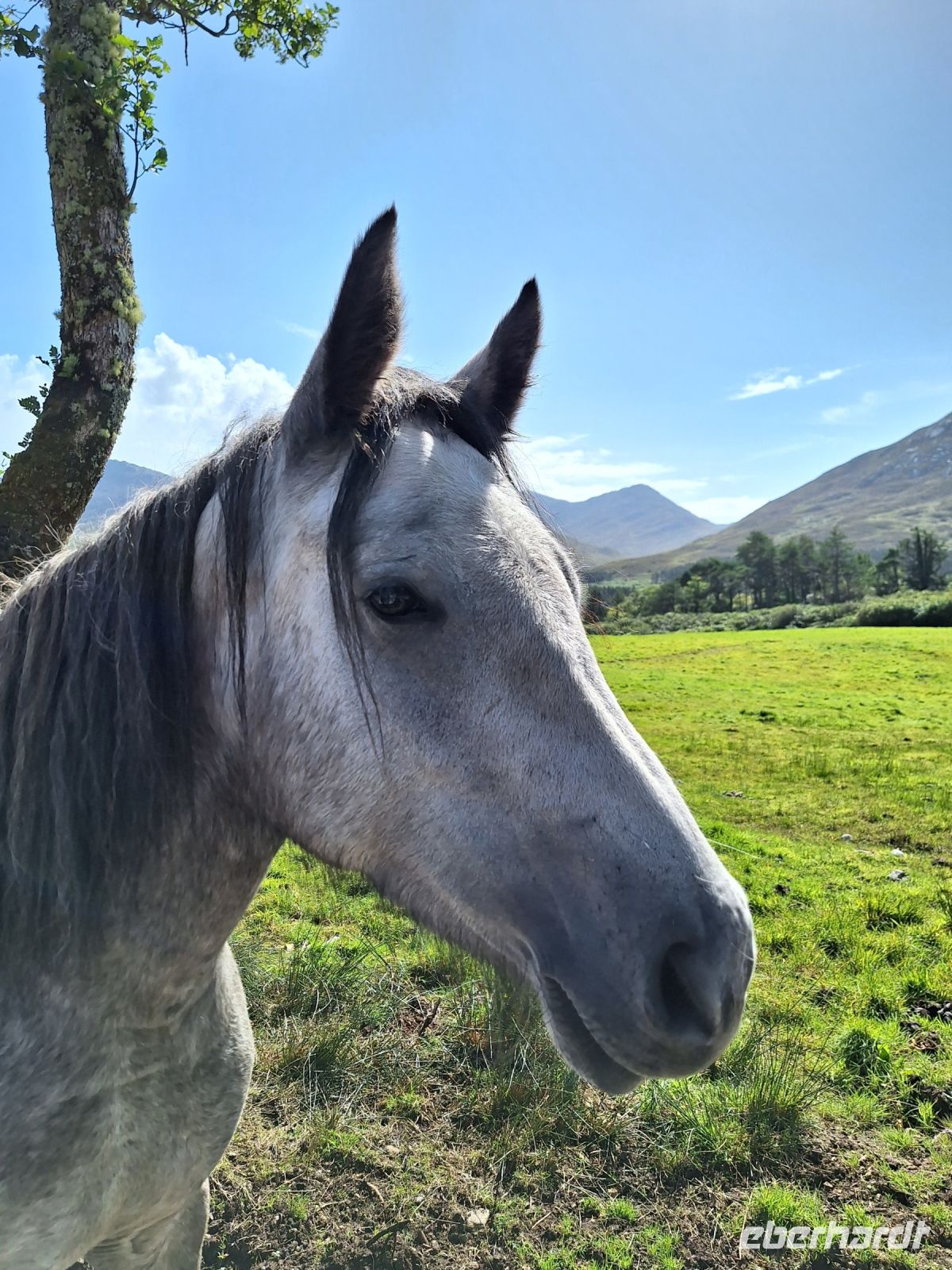 Connemara Pony &ndash; &copy; Sinah Witzig (Eberhardt TRAVEL)