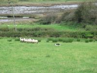 der Border Collie bewacht die Schafe