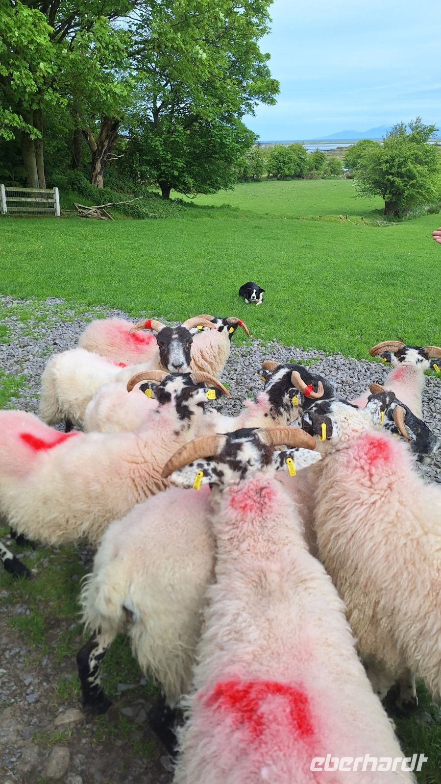 Atlantic Sheepdogs &ndash; &copy; Sinah Witzig (Eberhardt TRAVEL)