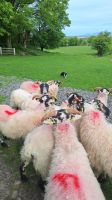Atlantic Sheepdogs &ndash; &copy; Sinah Witzig (Eberhardt TRAVEL)