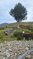 Inagh Valley &ndash; &copy; Sinah Witzig (Eberhardt TRAVEL)