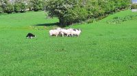 Atlantic Sheep Dogs &ndash; &copy; Constanze Maißel (Eberhardt TRAVEL)