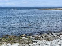 6. Reisetag – Aran Islands – Wanderung auf der Küstenstraße zum Steinfort Dun Aengus – Mittagspause an der Robbenkolonie &ndash; &copy; Andreas Wolfsteller (Eberhardt TRAVEL)