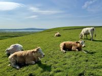 8. Reisetag – Tag im Burren – Kühe an den Cliffs of Moher &ndash; &copy; Andreas Wolfsteller (Eberhardt TRAVEL)