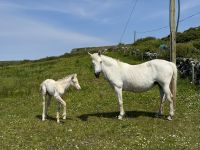8. Reisetag – Tag im Burren – Wanderung auf dem Burren Way nach Fanore – Stute und Fohlen &ndash; &copy; Andreas Wolfsteller (Eberhardt TRAVEL)