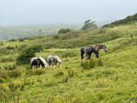 8. Reisetag – Tag im Burren – Wanderung auf dem Burren Way nach Fanore &ndash; &copy; Andreas Wolfsteller (Eberhardt TRAVEL)